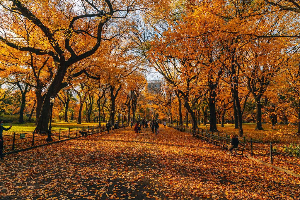Fall into Fun: Your 2023 Fall Essentials Guide for a Cool Autumn: Part I -  Love Middle Life